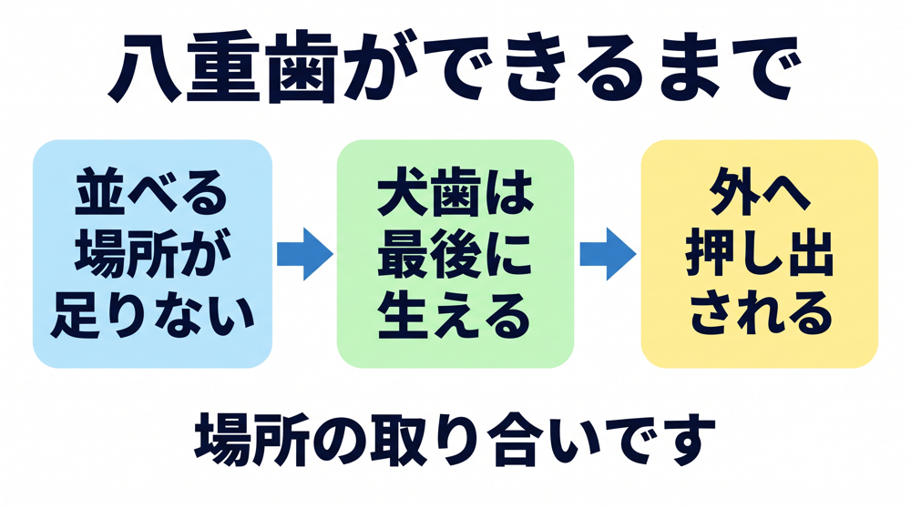 八重歯は「犬歯の場所が足りない」状態です